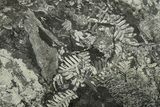 Large, Fossil Seed Fern (Alethopteris) Plate - Pennsylvania #280243-5